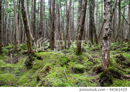 Shirakoma pond, Native forest and moss forest 94361429