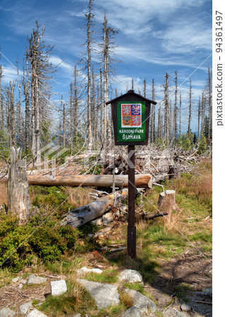 Landscape with forest - dead trees and growing young living trees, sign National Park Bohemian Forest, Czech republic 94361497