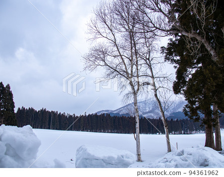 Snow tree-lined road in front of the Trappist monastery　 94361962