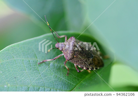 棲息在葉子上的褐色臭蟲（埼玉縣/7月） 94362106