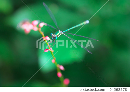 Blue-tailed dragonfly perched on a leopard tree 94362278