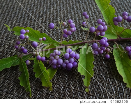 Purple fruit of Comrila Sikigu Purple fruit of Comrila Sikigu 94362306