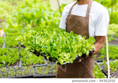 man hand harvest fresh salad vegetables in hydroponic plant system farms in the greenhouse to market. . man hand harvest fresh salad vegetables in hydroponic plant system farms in the greenhouse to market. . 94362850