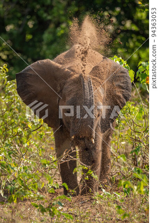 African bush elephant throwing earth over itself 94363053