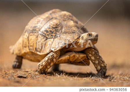 Leopard tortoise walks past on stony ground 94363056