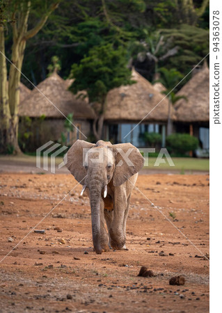 Young African bush elephant walks towards camera 94363078