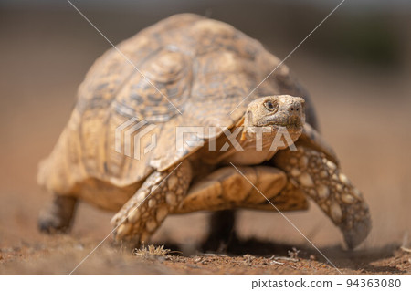 Leopard tortoise crawls over sand towards camera 94363080