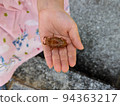 The shell of a cicada larva on the palm of a child 94363217