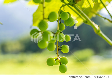 Shining Muscat ~Morning Light~ Shining Muscat ~Morning Light~ 94363424