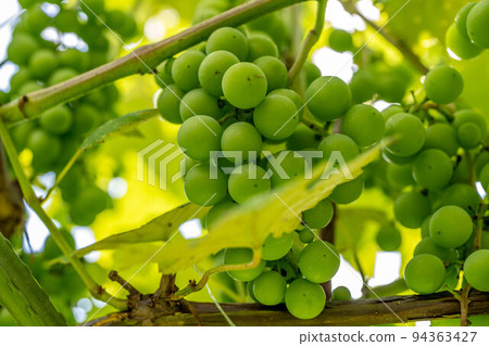 Shining Muscat ~Morning Light~ 94363427