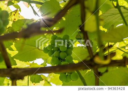 Shining Muscat ~Morning Light~ 94363428