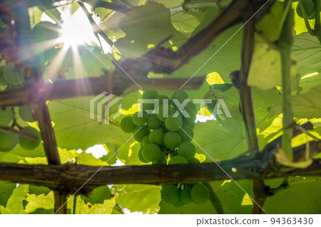 閃耀的馬斯喀特~晨光~ 閃耀的馬斯喀特~晨光~ 94363430