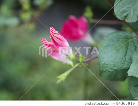 兩個可愛的粉紅色牽牛花芽排成一列 94363919