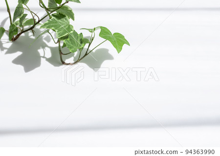 植物和陰影 自然背景素材 94363990