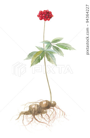 Denshichi Ginseng Sanshichi Ginseng 94364227