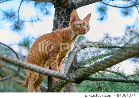 Serious ginger cat Devon rex on a tree attentively watching hunts Serious ginger cat Devon rex on a tree attentively watching hunts 94364374