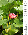 Lotus 94364394