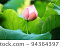 Lotus 94364397