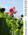 Lotus 94364398