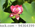 Lotus 94364399