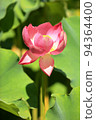 Lotus 94364400
