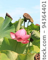 Lotus 94364401