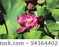 Lotus 94364402