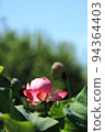 Lotus 94364403