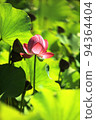 Lotus 94364404
