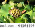 Dragonfly  94364496