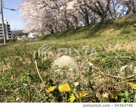 蒲公英和櫻花 蒲公英和櫻花 94364746