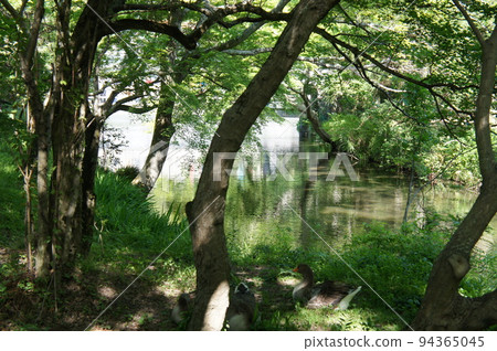 由布院金臨湖的樹木和鴨子 由布院金臨湖的樹木和鴨子 94365045