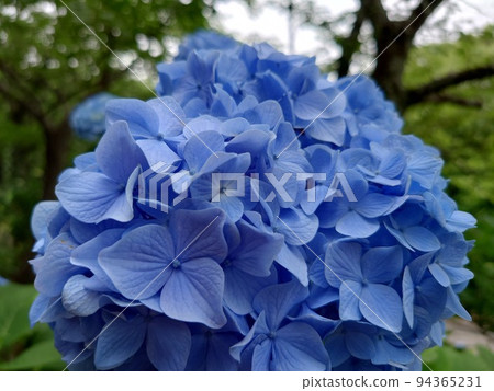 Blue hydrangea 94365231
