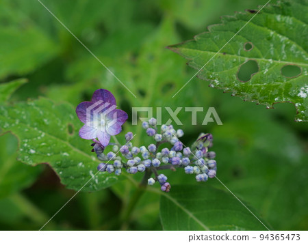 Hydrangea hydrangea 94365473