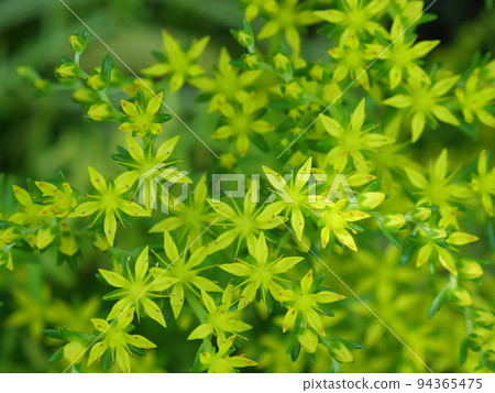 Spring flower  94365475