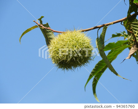 Autumn image "chestnut" 94365760