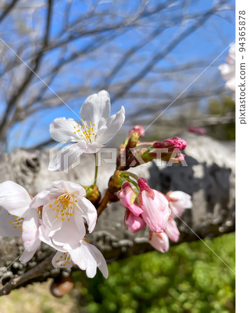 櫻花在陽光明媚的日子 櫻花在陽光明媚的日子 94365878