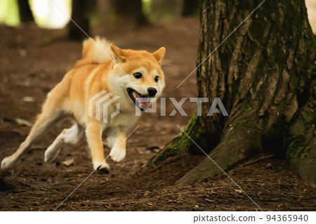 Shiba Inu happily running around in the forest Shiba Inu happily running around in the forest 94365940
