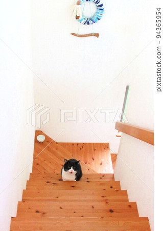 stairs and bee cat 94365954