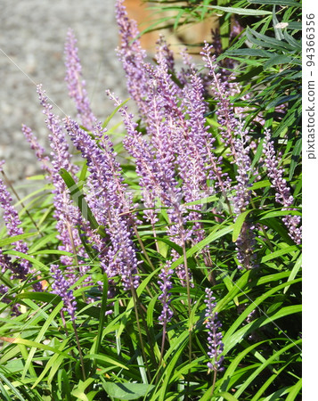 Perennial plant "Yabran" that blooms from summer to autumn 94366356