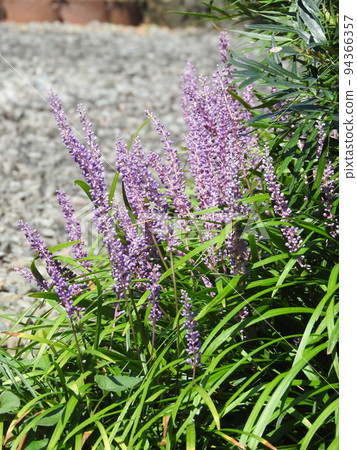 Perennial plant "Yabran" that blooms from summer to autumn 94366357