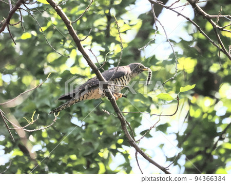 Azalea in the park 94366384