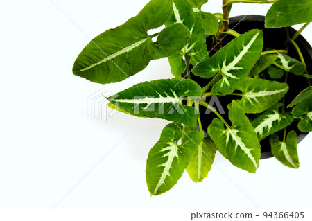 Foliage plant on the white background Foliage plant on the white background 94366405