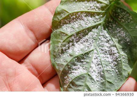 Insect pests, aphid, on the shoots and fruits of plants, Spider mite on flowers. Pepper leaves attacked by malicious insects. Insect pests, aphid, on the shoots and fruits of plants, Spider mite on flowers. Pepper leaves attacked by malicious insects. 94366930