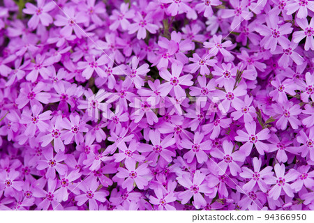 苔蘚福祿考（moss phlox，學名：Phlox subulata）盛開在公園的花壇上。 94366950