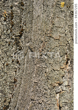 Common sycamore 94367295