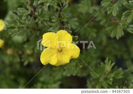 Shrubby cinquefoil Sommerflor 94367303