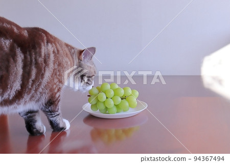 讓貓吃葡萄很危險葡萄危險有害 94367494