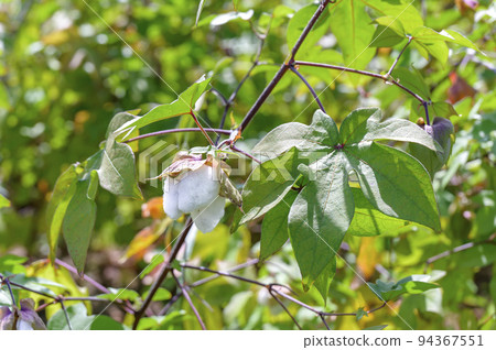 棉花花（棉） 94367551