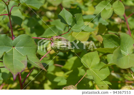 棉花花（棉） 94367553